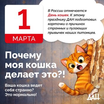 Немного о котейках!